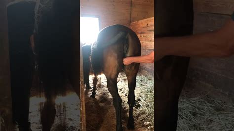 Dude fingers this mare's juicy pussy, probing it before he sticks his cock deep inside. We see him slide in and out of that delicious mare cunt. Upload. New Vids; Best Vids; Longest Vids; man fuck horse. 73% (291) Views: 21146 Duration: 02:53 Date: 4 years ago Added by: littleblack. Our friends. Videos from our friendly sites. Related videos ...